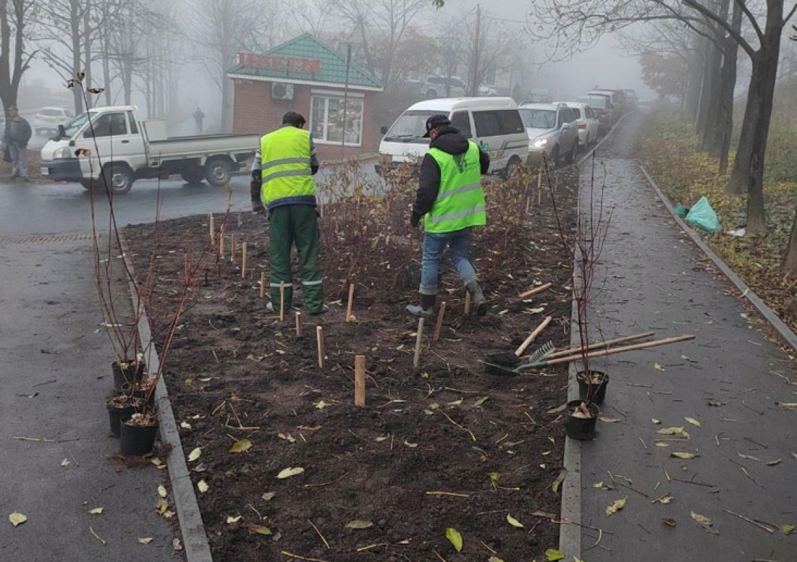 Во Владивостоке продолжается озеленение города