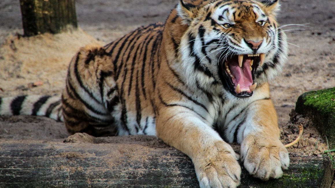 Тигры заставили паниковать жителей нескольких сёл в Приморье