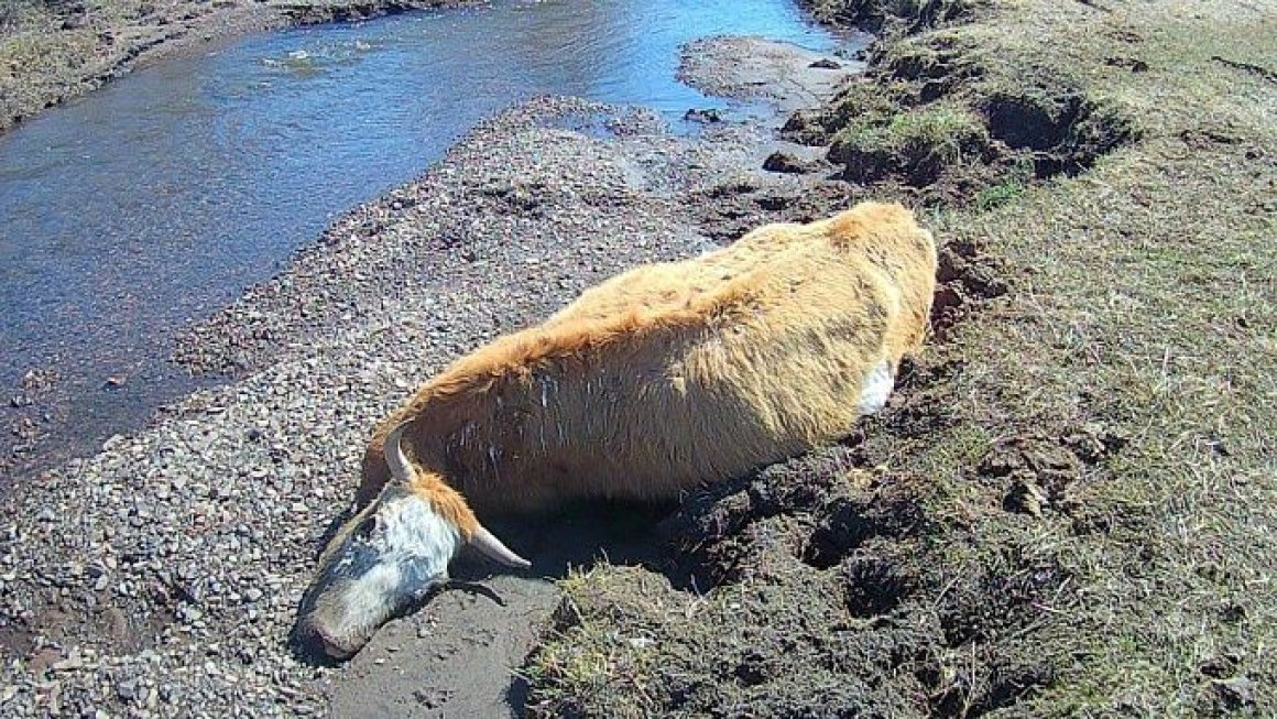 Трупы пяти коров обнаружили в одной из рек Бурятии