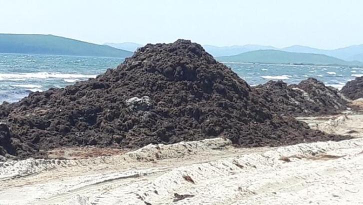 Это настоящая ЧС: Славянка задыхается от гниющих водорослей