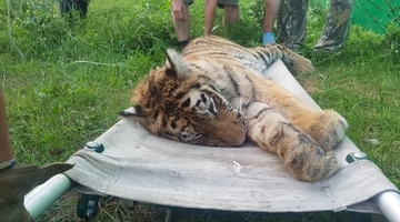 Аэрофлот перевёз амурскую тигрицу с Дальнего Востока на лечение в Москву.